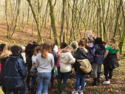 forest walk